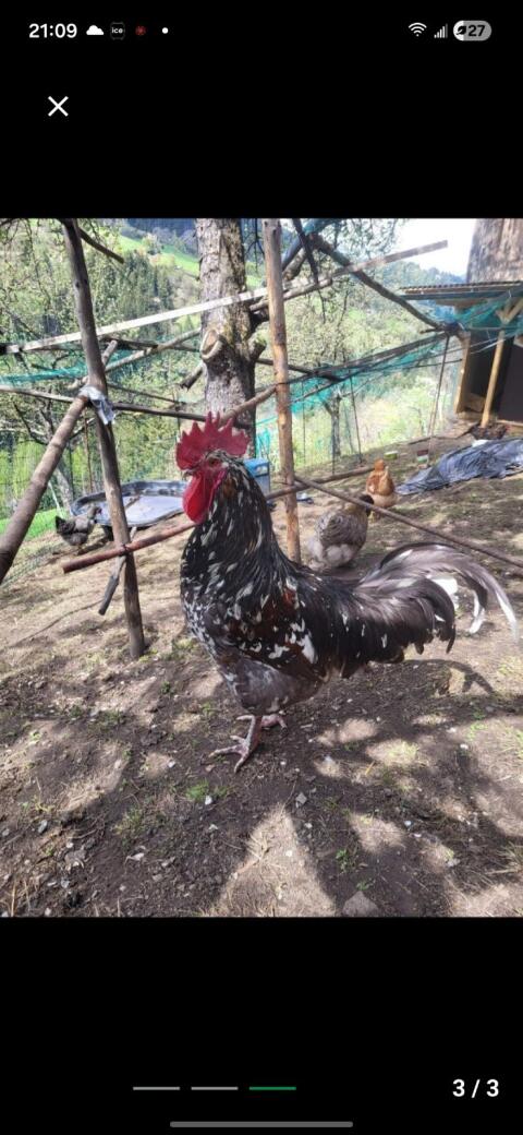 Verkaufe Bruteier schwedisches Blumenhuhn, Sperber