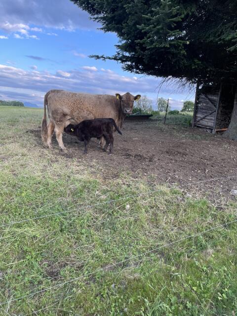 Galloway-Kuh mit Kalb
