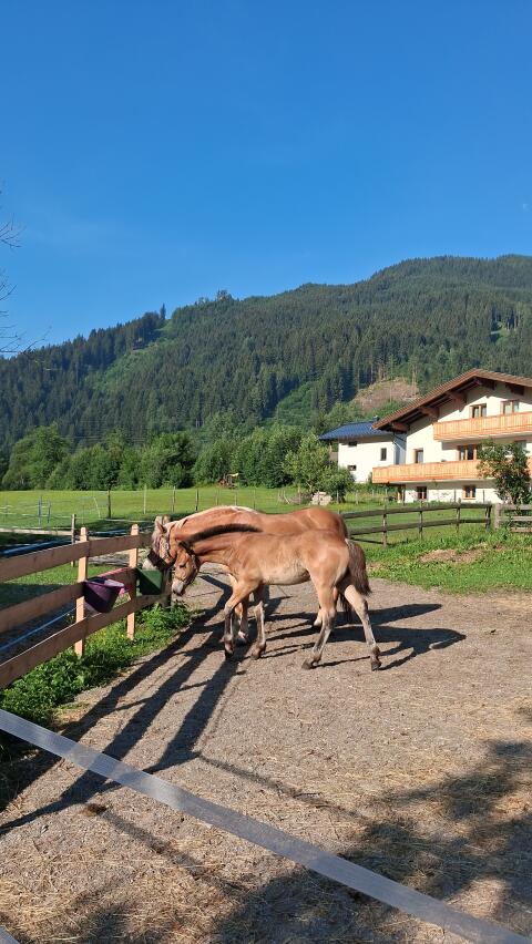 Hengstfohlen sucht Traumzuhause