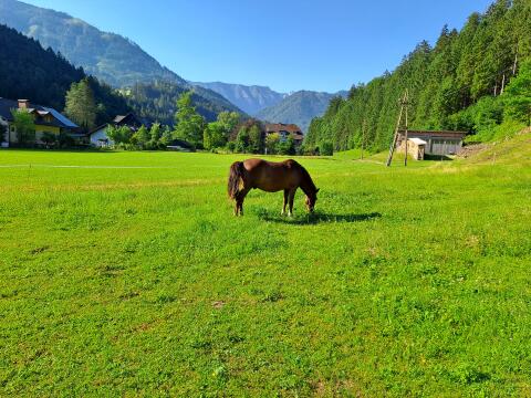 Pferde-Einstellplatz im schönen Hollenstein/Ybbs