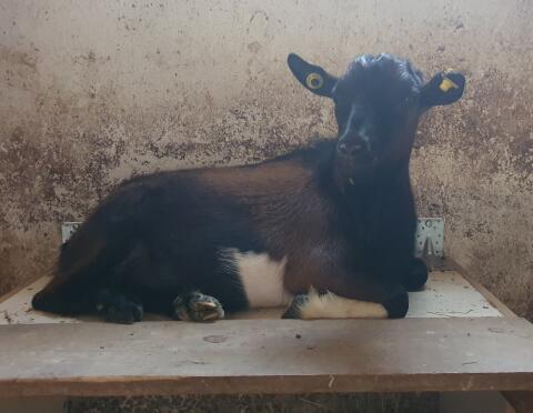 Zwergziegenbock hornlos