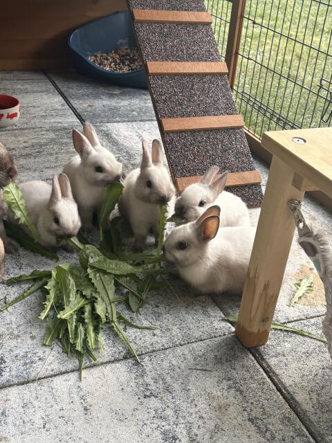 Farbenzwergkaninchen