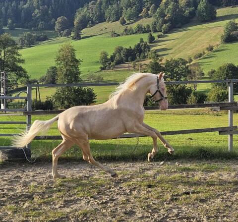 Österreichischer Reitponyhengst Cremello