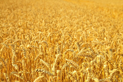 Weizenstroh ab Feld