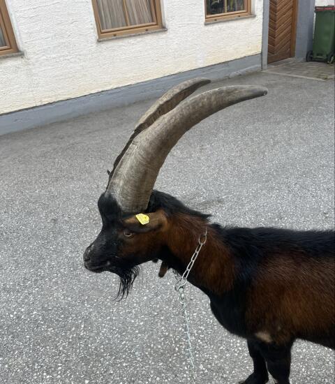 Verkaufe diesen 1-jährigen Aoster Bock
