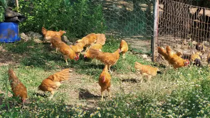 Gelbe Italiener Großrasse 1/2