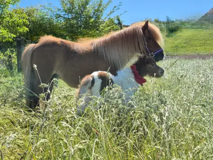 Minishetlandpony-Stutfohlen
