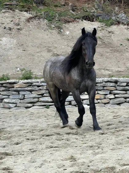 Märchenprinz Nero XIX, Noriker Wallach