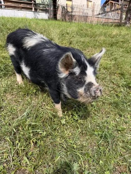 Kune Kune Zuchtsau NIEDEREDT KEREOPA 2