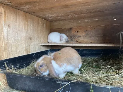 Zwergwidderpärchen