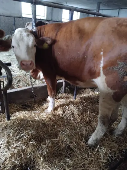 Mutterkuh mit Kalb