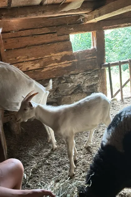 Verkaufe reinrassiges Saanebockkitz