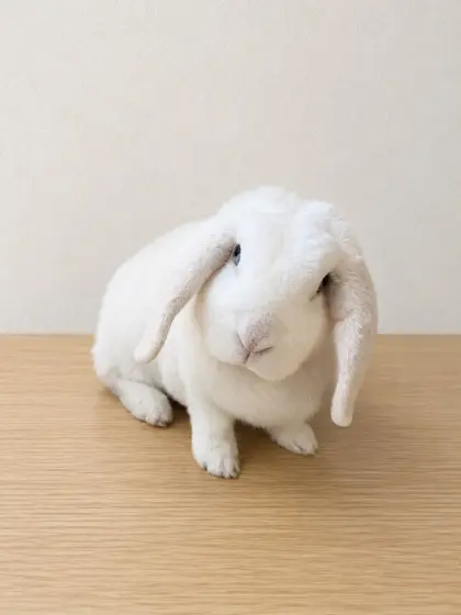 Zwergkaninchen