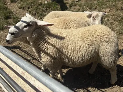Texel-Widder Schafbock