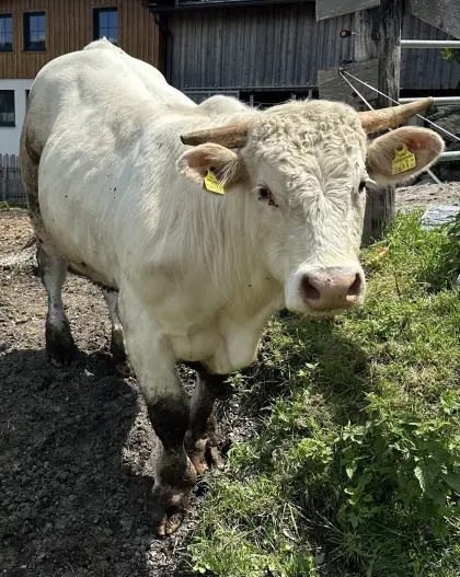 Charolais-Stier
