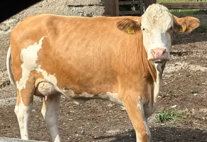 Bio-Fleckvieh Jungkuh