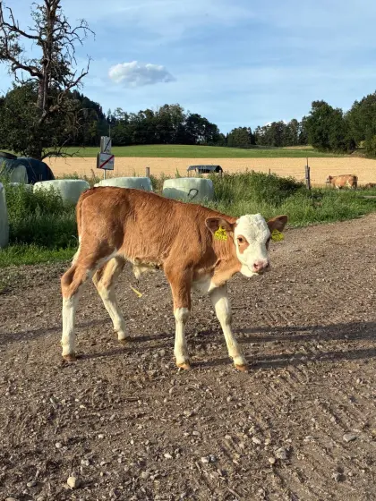 Großes Bio-Kalb, weiblich