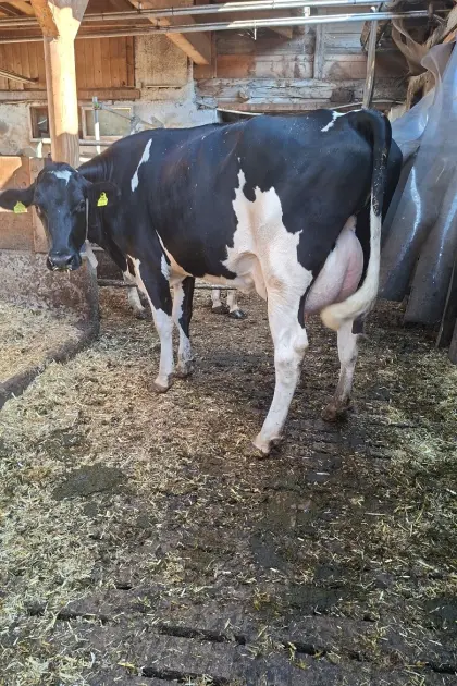 Holstein-Kuh