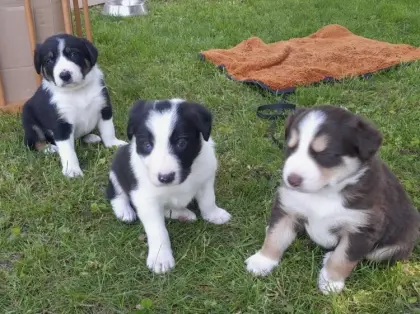 Border Collie
