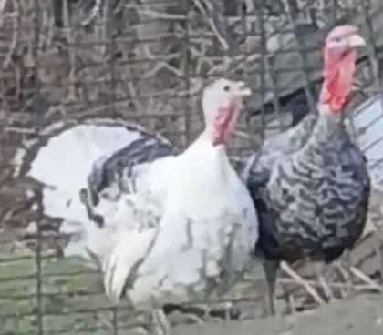 Putenpaar zu verkaufen