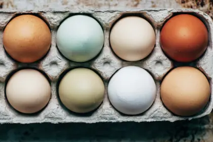 Bruteier Ameraucana, Araucana, Silverudd, Blumenhuhn, blau, grün