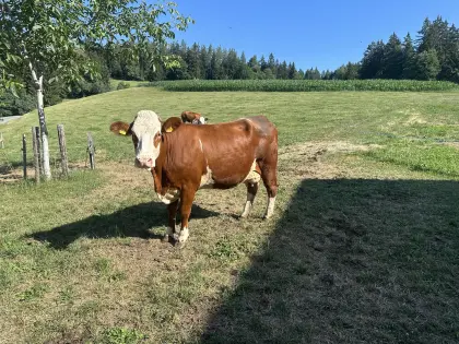 Bio-Kuh