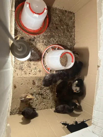 Marans Küken