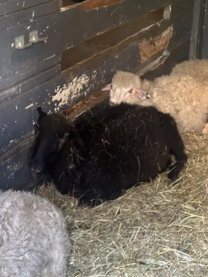 Bergschaf