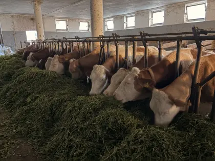 Bio-Heumilch ZZU Nachzucht, Kühe, Kalbinnen