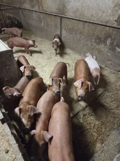 Duroc-Ferkel
