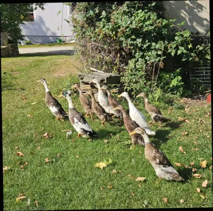 Verkaufe Laufenten