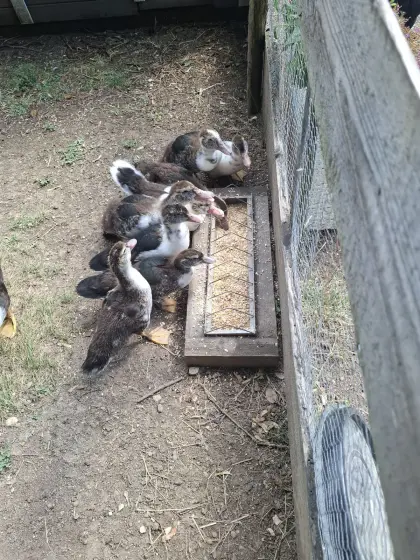 Moschusenten, Warzenenten