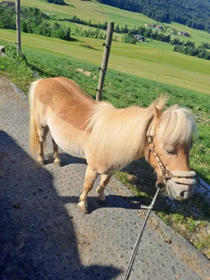 Minishettystute
