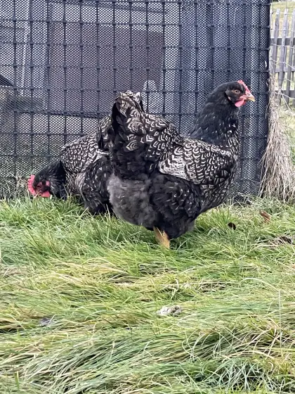 Barnevelder silberschwarz
