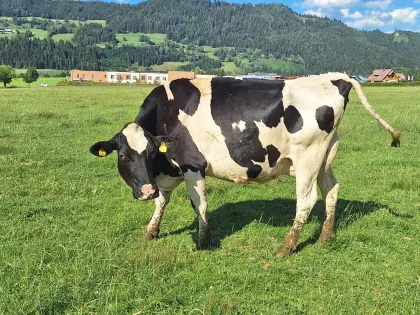 Bio-Kuh
