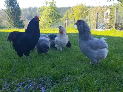 Araucana Bruteier, grüne Eier, Hühner, Küken