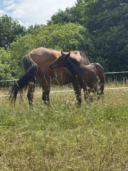 American Quarter Horse
