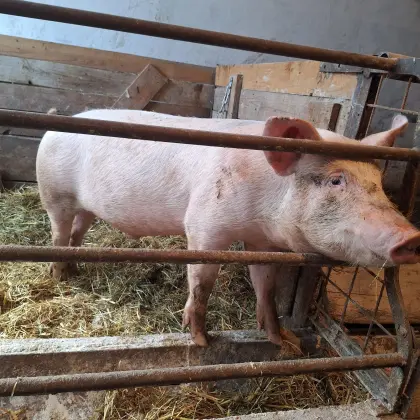 Mastschwein