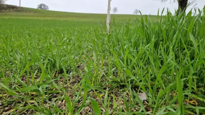 Suche Siloballen, Silageballen, Grassilageballen