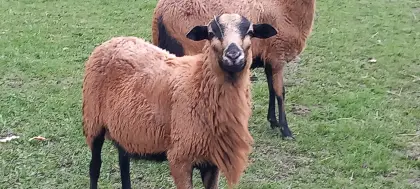 Barbados Blackbelly Bock