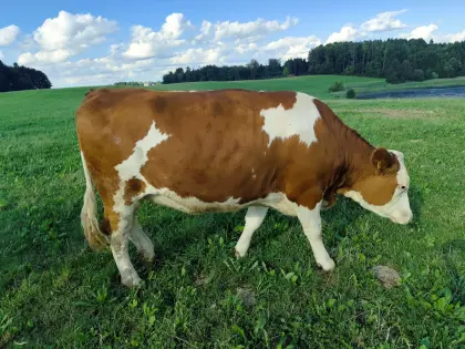 Trächtige FV Bio-Kalbin