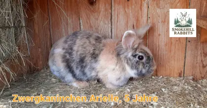 Löwenkopf-Mix Zwergkaninchen