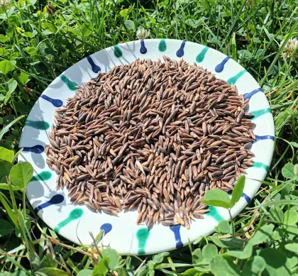 Schwarzhafer aus dem Waldviertel