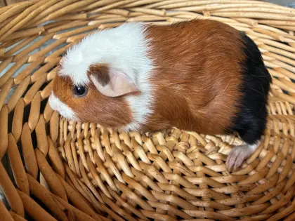 Crested Meerschweinchen