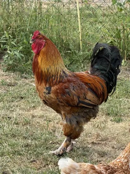 Brahma Hahn