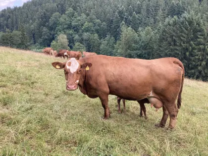 Bio-Mutterkuh mit Kalb