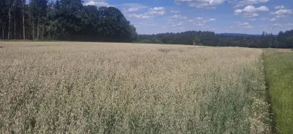 Verkaufe Bio-Hafer