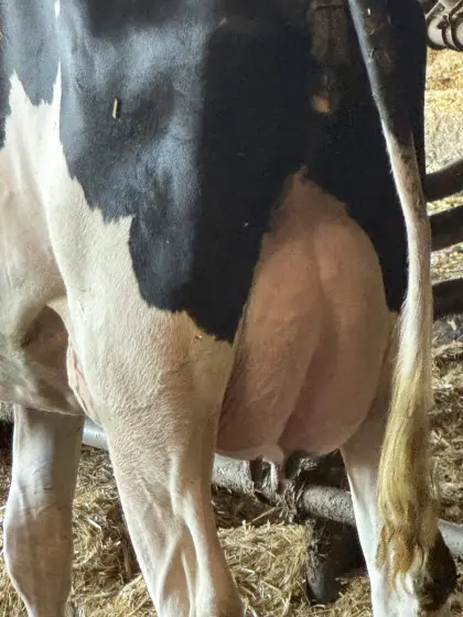 Top HF Jungkühe