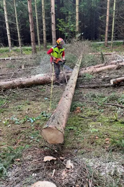 Holzschlägerung