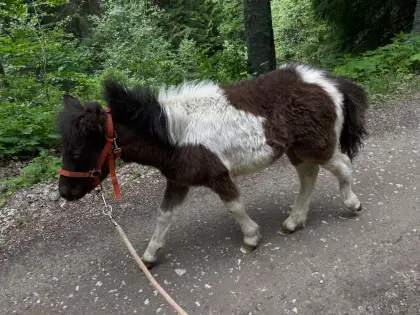Shetlandpony-Fohlen Fridolin
